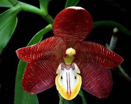 Arachnanthe cathcartii