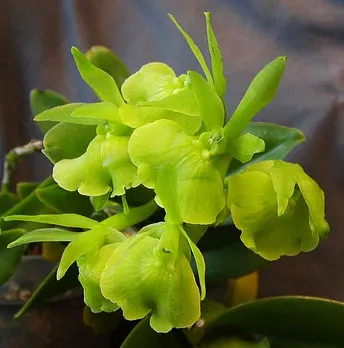 Epidendrum barbeyanum