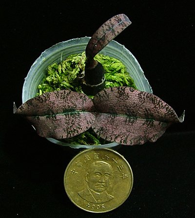 Oeceoclades roseovariegata