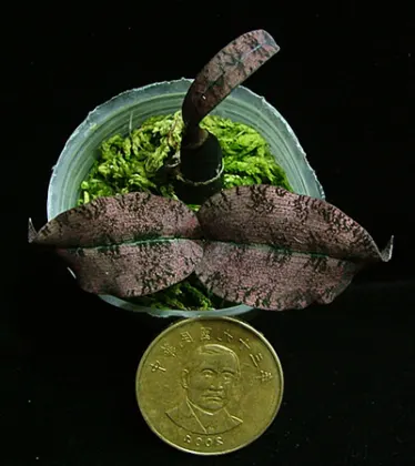 Oeceoclades roseovariegata