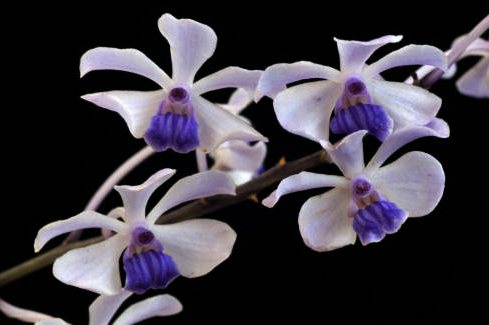 Holcoglossum flavescens x Vanda coerulescens