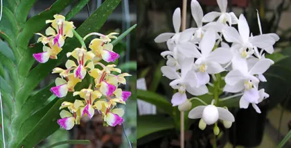 Aerides houlletiana x  Phalaenopsis equestris alba