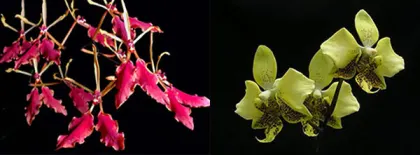 Renanthera vietnamensis x Phalaenopsis  stuartiana