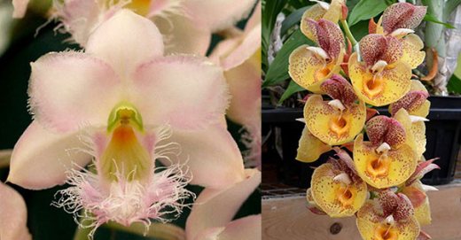 Clowesia Grace Dunn 'Chadds Ford' x Catasetum Orchidglade 'Davie Ranches'