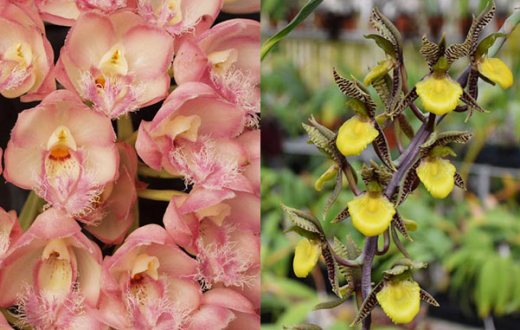 Clowesia Rebecca Northen 'Grapefruit Pink' x Catasetum kleberianum 'SVO'