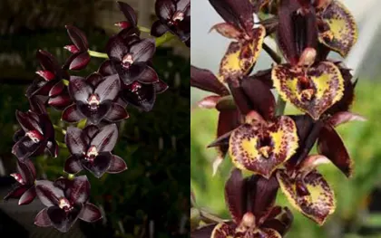 Fredclarkeara Dark There After 'SVO Winter Night' x Catasetum  Louise Clarke 'SVO'
