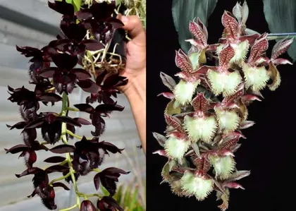 Fredclarkeara Midnight Lace 'SVO' x Catasetum Frilly Doris 'SVO II’