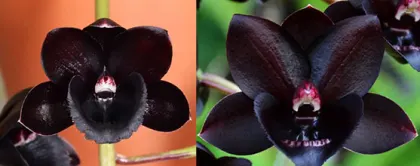 Fredclarkeara Frank Smith 'SVO' x Fredclarkeara Dark Matter 'SVO'