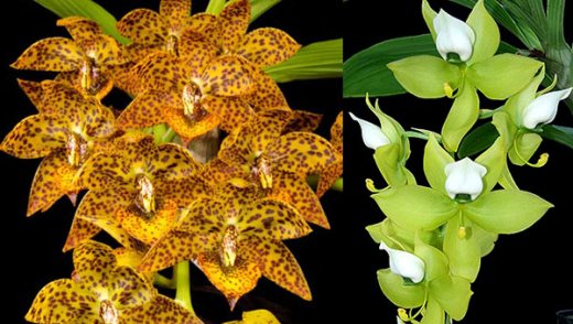 Cycnodes Spotted Hornet 'SVO' x Cycnodes warscewiczii 'SVO'