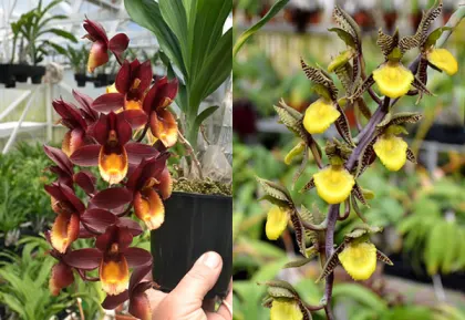 Catasetum Double Down (Catasetum Chuck Taylor 'Wow' x Catasetum kleberianum 'SVO')