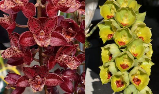 Mormodia Leopard Drops ''SVO' x Catasetum expansum 'Linda'