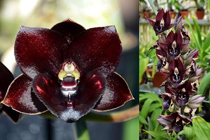 Fredclarkeara Dark There After 'SVO Crazy Good' x Catasetum Jose Abalo 'SVO'