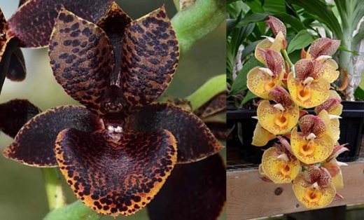 Catamodes Dragons Glade (Ctmds. Dragons Tail 'Dark Tale' x Ctsm. Orchidglade 'Davie Ranches')