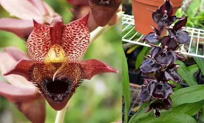 Catasetum Green Dragon (Ctsm. schmidtianum 'SVO' x Ctsm. Orchidglade 'JTM')
