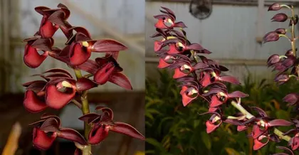 Mormodes Midnight Hooker 'Hot Lips' x Mormodes Mark Mills 'Hot Lips'
