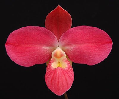 Phragmipedium kovachii x besseae