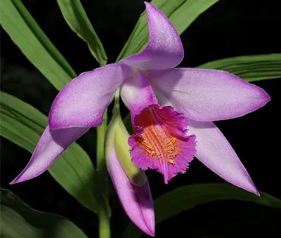 Thunia bensoniae