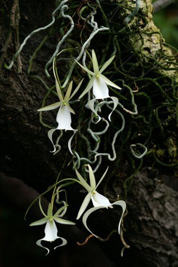 Dendrophylax sallei