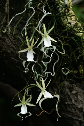 Dendrophylax sallei