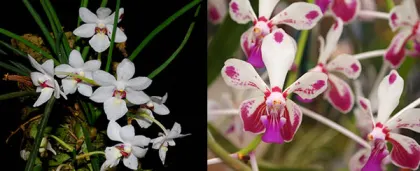 Holcoglossum rupestre x Vanda lamellata var boxallii