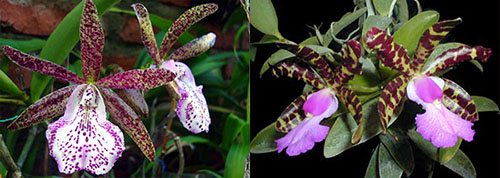 Brassocattleya Hippodamia x Cattleya aclandiae