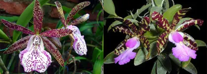Brassocattleya Hippodamia x Cattleya aclandiae
