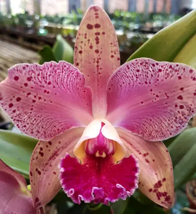 Brassolaeliocattleya Durigan