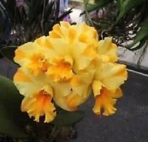 Brassolaeliocattleya Destiny 'Dixon'