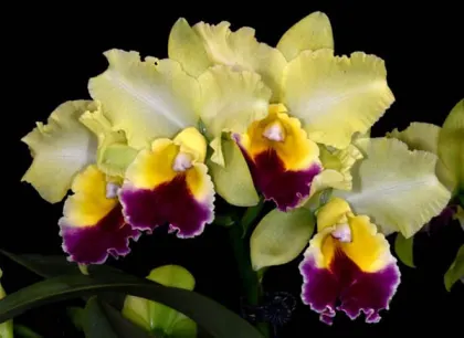Brassolaeliocattleya Goldenzelle 'Taida'