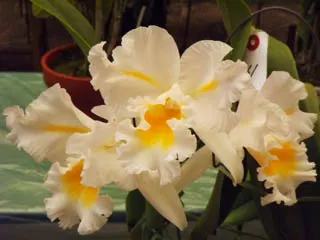 Laeliocattleya Esbetts Clown 'Blumen Insel'
