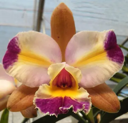 Brassolaeliocattleya Shiniti Ishikawa 'Nobile's Golden Beauty'