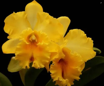 Brassolaeliocattleya Taiwan Golden Girl 'New Red Point'