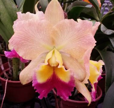Brassolaeliocattleya Nobile's Golden Top