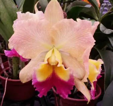 Brassolaeliocattleya Nobile's Golden Top
