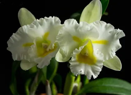 Brassolaeliocattleya Island Charm 'OC'