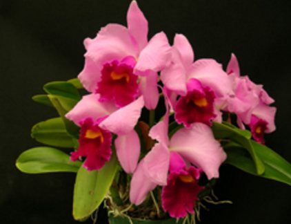 Laeliocattleya Irene Finney 'Spring's Best'