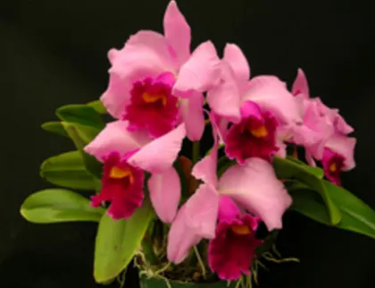 Laeliocattleya Irene Finney 'Spring's Best'