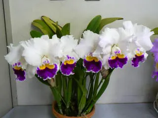 Laeliocattleya Melody Fair 'Mishima'