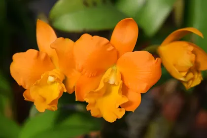 Potinara Jim Krull 'Hunabu'