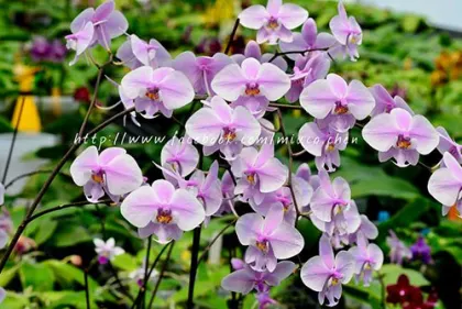 Phalaenopsis schilleriana Mainshow