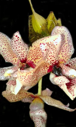 Acineta superba x Stanhopea nigra x Stanhopea grandiflora