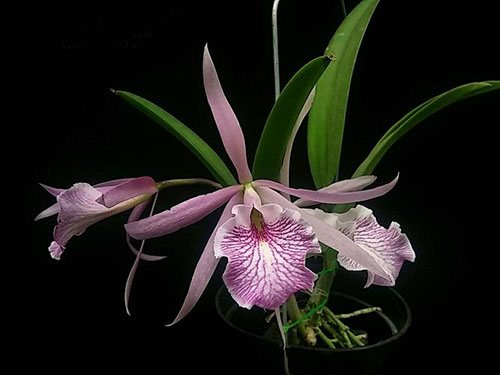 Brassocattleya Fuchs Star (nodosa x maxima)