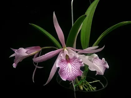 Brassocattleya Fuchs Star (nodosa x maxima)