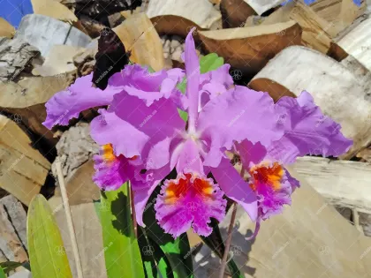 Cattleya mossiae yellow lip x coerulea 'Pablo'