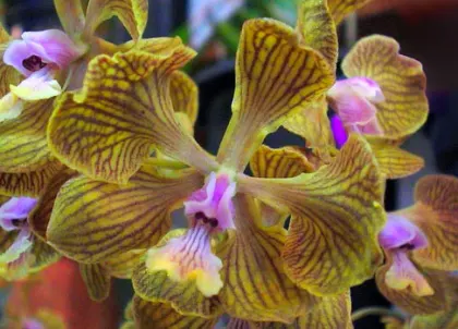 Encyclia fowliei