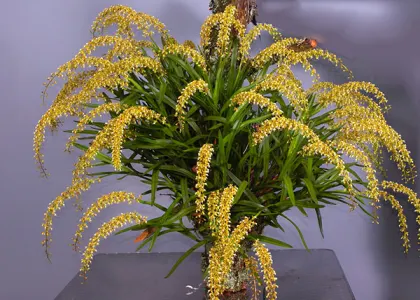 Epidendrum cylindrostachys