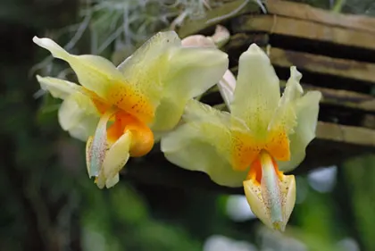 Stanhopea saccata