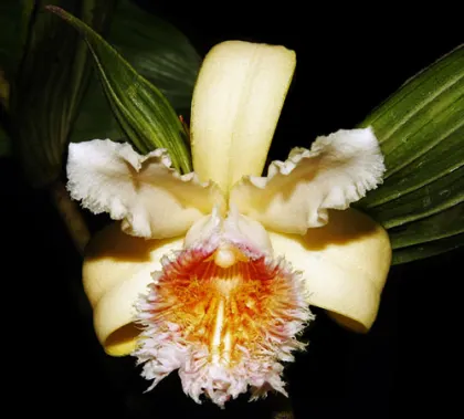 Sobralia fimbriata
