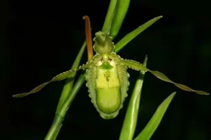 Phragmipedium boissierianum