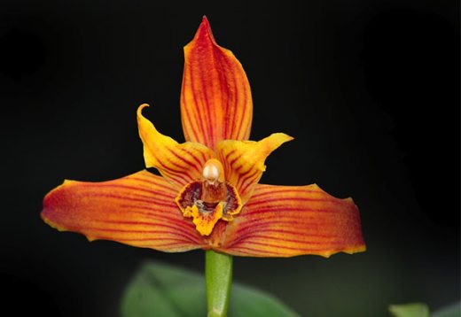 Maxillaria Sangai x Maxillaria molitor orange